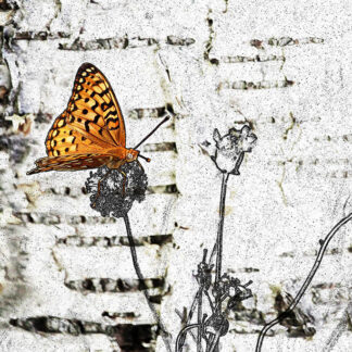 "Butterfly" (2016) by K. Bradley Washburn